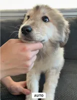 Esme pronounced EZ-may, a female Great Pyrenees for sale in Eugene, OR – Photo 1 of 3