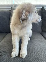 Esme pronounced EZ-may, a female Great Pyrenees for sale in Eugene, OR – Photo 3 of 3