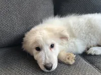 Fleur (pronounced FLUR, a female Great Pyrenees for sale in Eugene, OR – Photo 3 of 4
