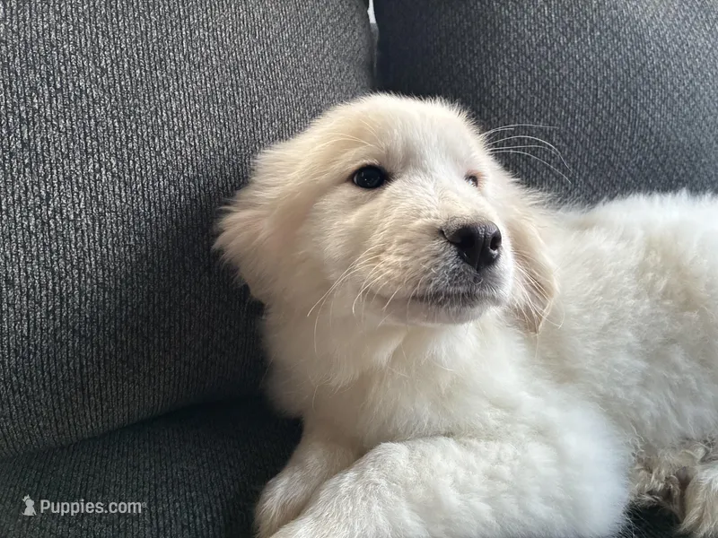 Fleur (pronounced FLUR – Great Pyrenees puppy for sale in Eugene, OR