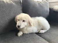 Fleur (pronounced FLUR, a female Great Pyrenees for sale in Eugene, OR – Photo 4 of 4