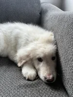 Beau, a male Great Pyrenees for sale in Eugene, OR – Photo 4 of 5