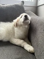 Beau, a male Great Pyrenees for sale in Eugene, OR – Photo 3 of 5