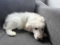 Beau, a male Great Pyrenees for sale in Eugene, OR – Photo 5 of 5