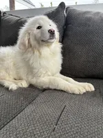 Aurelie, a female Great Pyrenees for sale in Eugene, OR – Photo 3 of 4