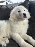 Aurelie, a female Great Pyrenees for sale in Eugene, OR – Photo 2 of 4