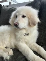 Aurelie, a female Great Pyrenees for sale in Eugene, OR – Photo 1 of 4