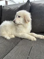 Aurelie, a female Great Pyrenees for sale in Eugene, OR – Photo 4 of 4