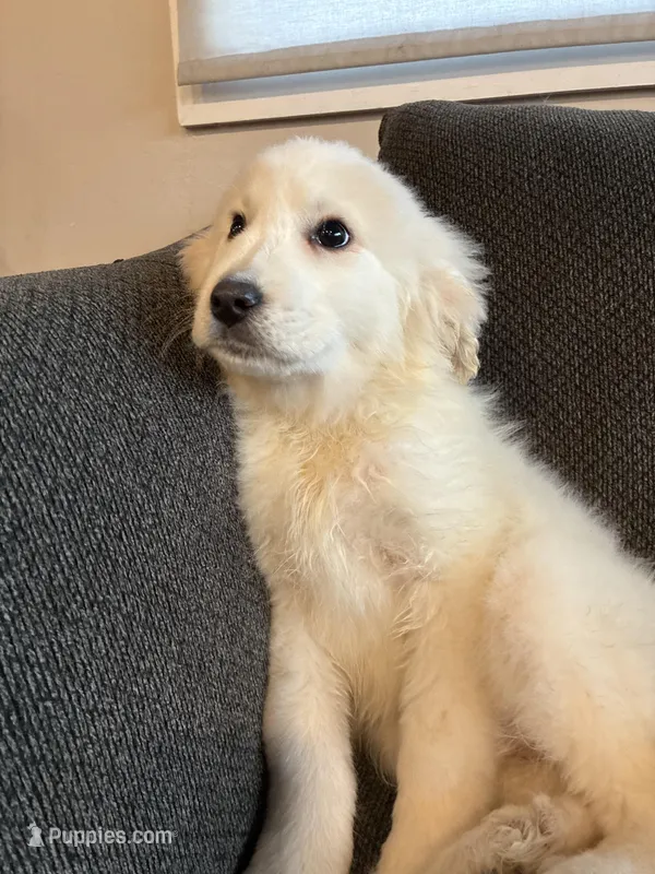 Lumi pronounced LOO-mee – Great Pyrenees puppy for sale in Eugene, OR
