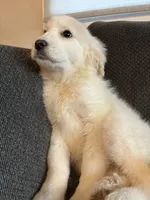 Lumi pronounced LOO-mee, a female Great Pyrenees for sale in Eugene, OR – Photo 4 of 4