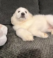 Lumi pronounced LOO-mee, a female Great Pyrenees for sale in Eugene, OR – Photo 3 of 4