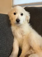 Lumi pronounced LOO-mee, a female Great Pyrenees for sale in Eugene, OR – Photo 2 of 4