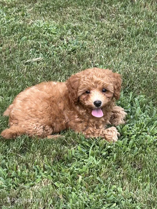 Bo – Cavapoo puppy for sale in Atlanta, GA