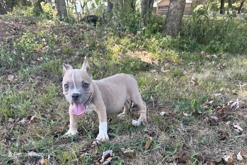 Scooter  – American Bully puppy for sale in Murfreesboro, TN