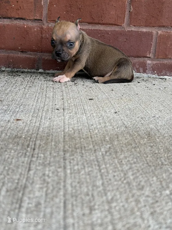 Vegas  – American Bully puppy for sale in Murfreesboro, TN