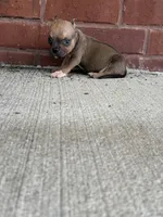 Vegas , a male American Bully for sale in Murfreesboro, TN – 1 of 3