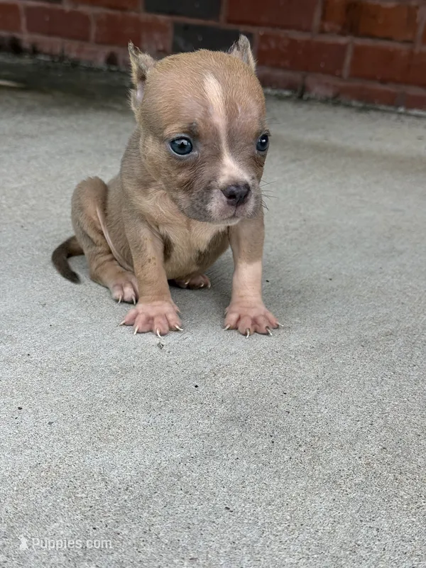 Scooter  – American Bully puppy for sale in Murfreesboro, TN
