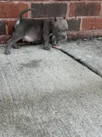 Cube , a male American Bully for sale in Murfreesboro, TN – 2 of 3