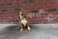 Glizz, a male American Bully for sale in Murfreesboro, TN – 2 of 3