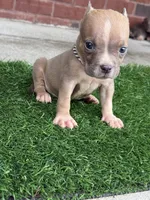 Scooter , a male American Bully for sale in Murfreesboro, TN – 2 of 3
