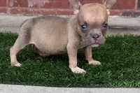Jill, a female American Bully for sale in Murfreesboro, TN – 4 of 4