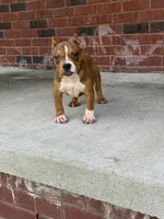 Gotti, a male American Bully for sale in Murfreesboro, TN – 3 of 4