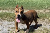 Glizz, a male American Bully for sale in Murfreesboro, TN – 4 of 5
