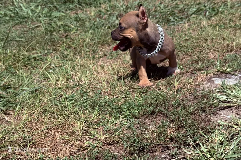 Vegas  – American Bully puppy for sale in Murfreesboro, TN