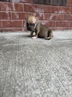 Vegas , a male American Bully for sale in Murfreesboro, TN – 2 of 3