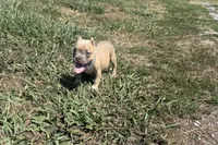 Jill, a male American Bully for sale in Murfreesboro, TN – 3 of 4