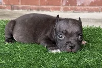 Jack , a male American Bully for sale in Murfreesboro, TN – 4 of 5