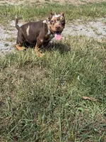 Butter cup , a female American Bully for sale in Murfreesboro, TN – 5 of 5
