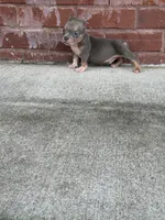 Jigga , a male American Bully for sale in Murfreesboro, TN – 3 of 3