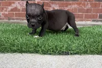Jack , a male American Bully for sale in Murfreesboro, TN – 3 of 5