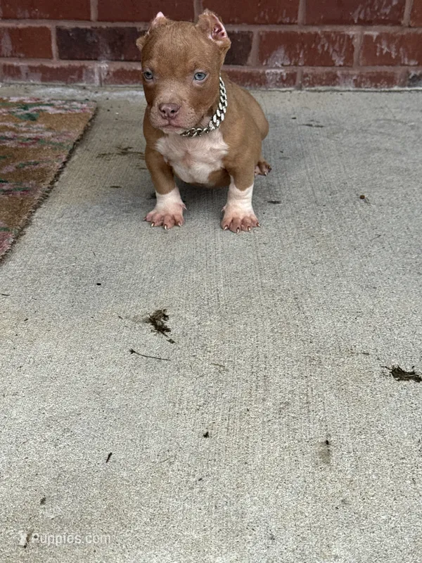 Zoo  – American Bully puppy for sale in Murfreesboro, TN