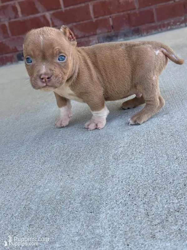 Zoo  – American Bully puppy for sale in Murfreesboro, TN