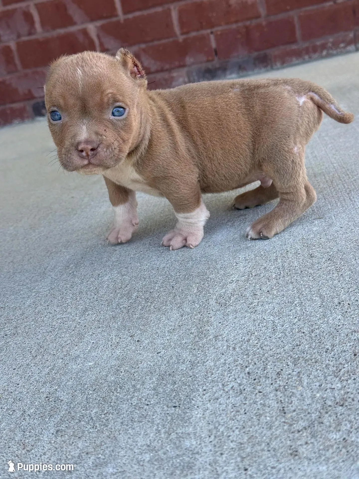 Zoo , a male American Bully for sale in Murfreesboro, TN – Photo 1 of 3
