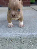 Zoo , a male American Bully for sale in Murfreesboro, TN – Photo 3 of 3