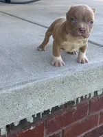 Zoo , a male American Bully for sale in Murfreesboro, TN – Photo 2 of 3