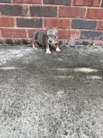 Jigga , a male American Bully for sale in Murfreesboro, TN – 2 of 3