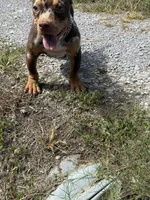 Butter cup , a female American Bully for sale in Murfreesboro, TN – 3 of 5