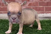 Jill, a male American Bully for sale in Murfreesboro, TN – 1 of 4