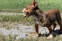 Glizz, a male American Bully for sale in Murfreesboro, TN – 5 of 5