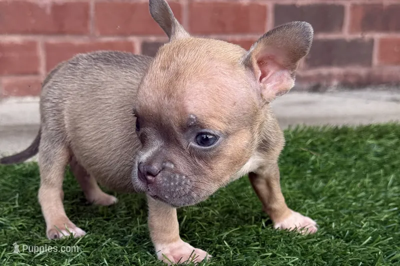 Jill – American Bully puppy for sale in Murfreesboro, TN