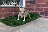 Scooter , a male American Bully for sale in Murfreesboro, TN – 2 of 4