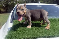 Sold‼️ Jigga , a male American Bully for sale in Murfreesboro, TN – 3 of 4