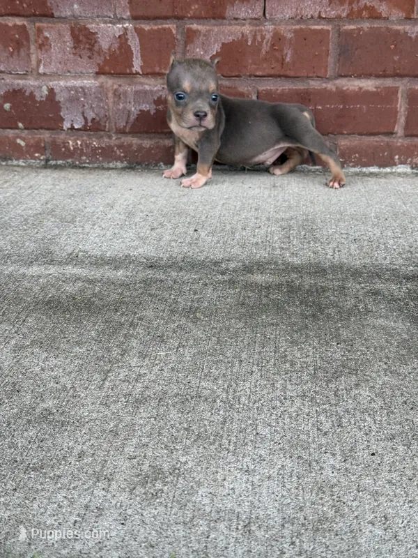 Jigga  – American Bully puppy for sale in Murfreesboro, TN