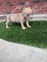 Scooter , a male American Bully for sale in Murfreesboro, TN – 3 of 3