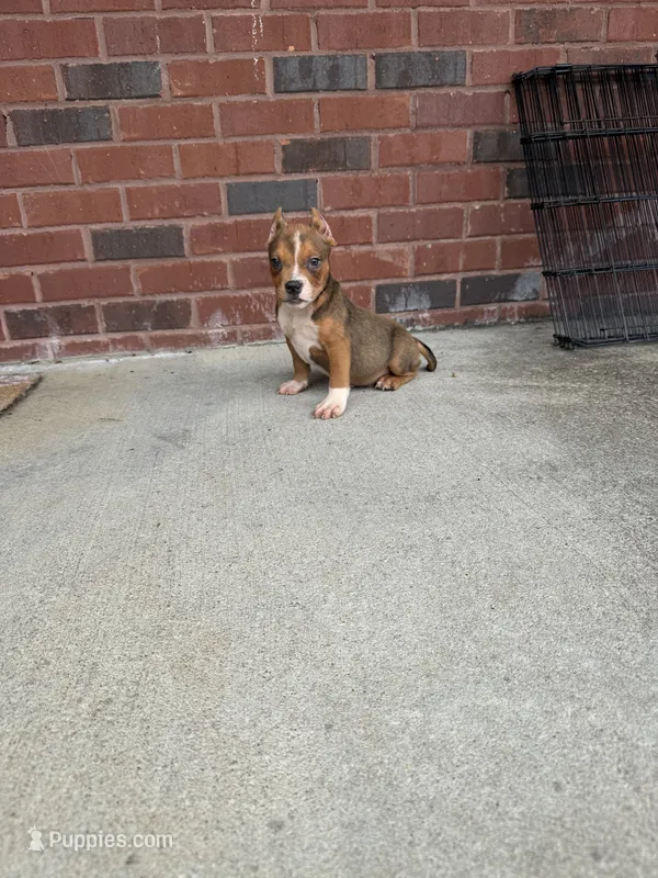 Lucci – American Bully puppy for sale in Murfreesboro, TN