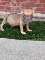Jill, a male American Bully for sale in Murfreesboro, TN – 3 of 4